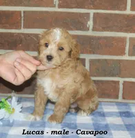 Lucas, a male Cavapoo for sale in Clarkrange, TN – 7 of 10