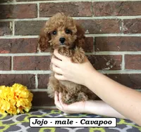 Jojo, a male Cavapoo for sale in Clarkrange, TN – 2 of 6
