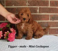 Tigger, a male Cockapoo for sale in Clarkrange, TN – 2 of 6