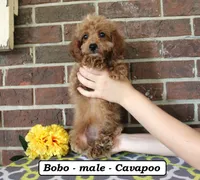 Didi, a female Cavapoo for sale in Clarkrange, TN – 2 of 5