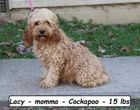Lexi, a female Cockapoo for sale in Clarkrange, TN – 4 of 5