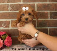 Tina, a female Cockapoo for sale in Clarkrange, TN – 1 of 6