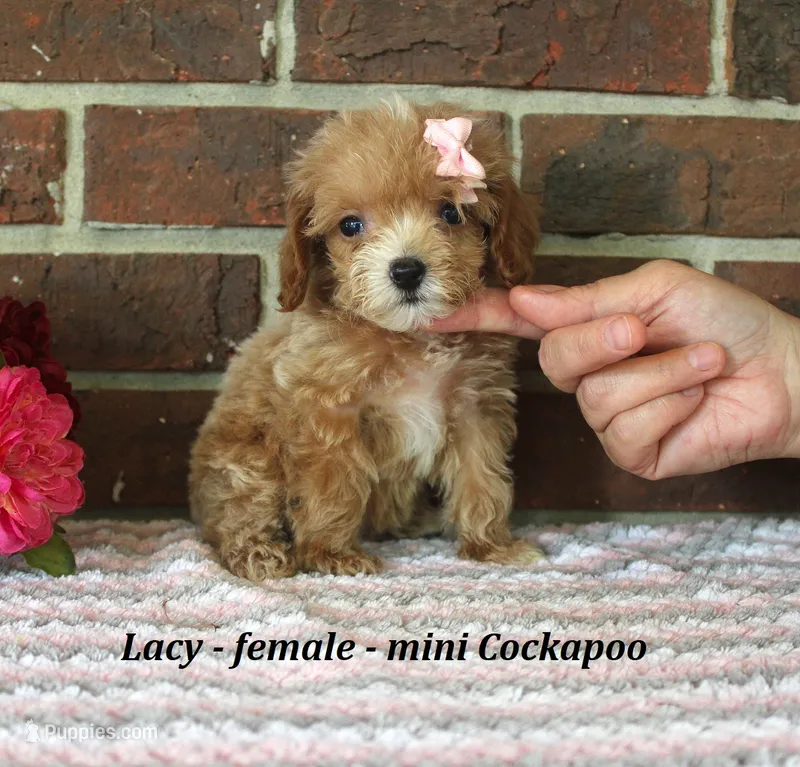 Lacy – Cockapoo puppy for sale in Clarkrange, TN