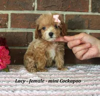 Lacy, a female Cockapoo for sale in Clarkrange, TN – 1 of 6