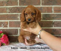 Liam, a male Cockapoo for sale in Clarkrange, TN – 4 of 6
