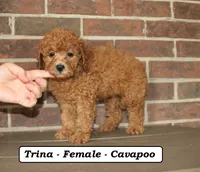 Trina , a female Cavapoo for sale in Clarkrange, TN – 2 of 8