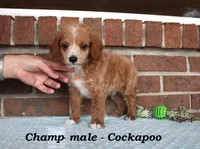 Champ, a male Cockapoo for sale in Clarkrange, TN – Photo 4 of 7