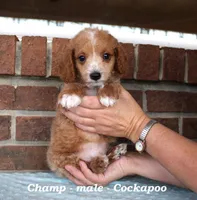 Champ, a male Cockapoo for sale in Clarkrange, TN – Photo 5 of 7