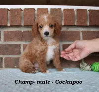 Champ, a male Cockapoo for sale in Clarkrange, TN – Photo 2 of 7