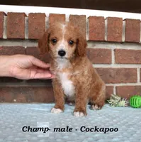 Champ, a male Cockapoo for sale in Clarkrange, TN – Photo 3 of 7