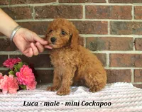Luca, a male Cockapoo for sale in Clarkrange, TN – 3 of 5