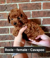 Roxie, a female Cavapoo for sale in Clarkrange, TN – 5 of 8