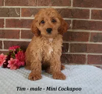 Tim, a male Cockapoo for sale in Clarkrange, TN – 2 of 6