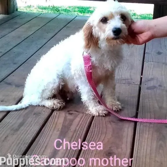 Cookie, a female Cavapoo for sale in Clarkrange, TN – Photo 5 of 6