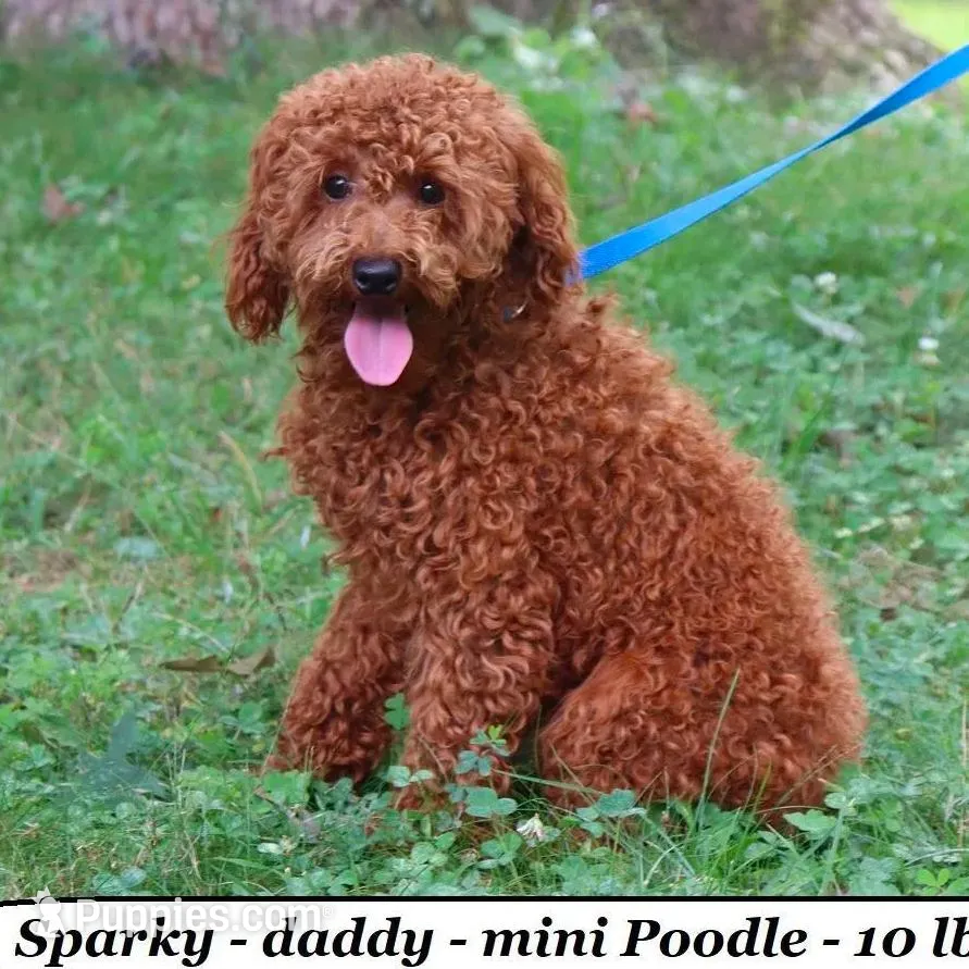 Cookie, a female Cavapoo for sale in Clarkrange, TN – Photo 6 of 6