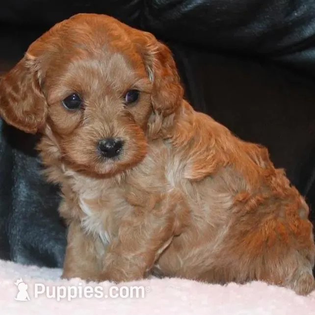 Cookie, a female Cavapoo for sale in Clarkrange, TN – Photo 2 of 6