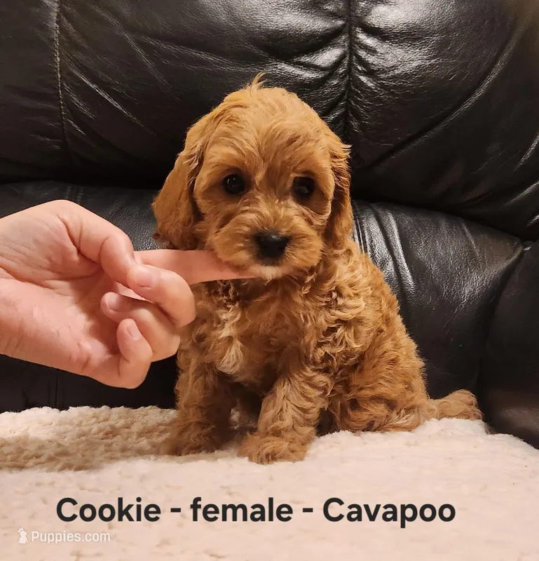 Cookie