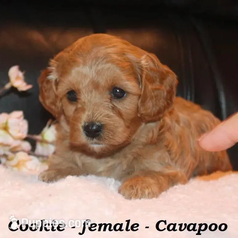 Cookie, a female Cavapoo for sale in Clarkrange, TN – Photo 3 of 6