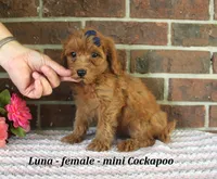Luna, a female Cockapoo for sale in Clarkrange, TN – 4 of 6
