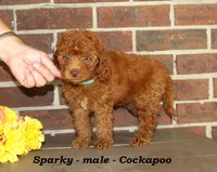 Sparky , a male Cockapoo for sale in Clarkrange, TN – 2 of 6