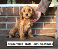 Peppermint, a male Cockapoo for sale in Clarkrange, TN – Photo 3 of 10