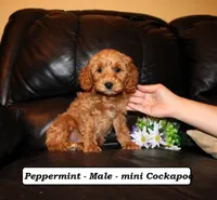 Peppermint, a male Cockapoo for sale in Clarkrange, TN – Photo 2 of 10