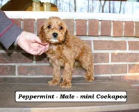 Peppermint, a male Cockapoo for sale in Clarkrange, TN – Photo 4 of 10