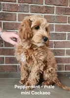 Peppermint, a male Cockapoo for sale in Clarkrange, TN – Photo 5 of 10