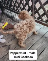 Peppermint, a male Cockapoo for sale in Clarkrange, TN – Photo 8 of 10