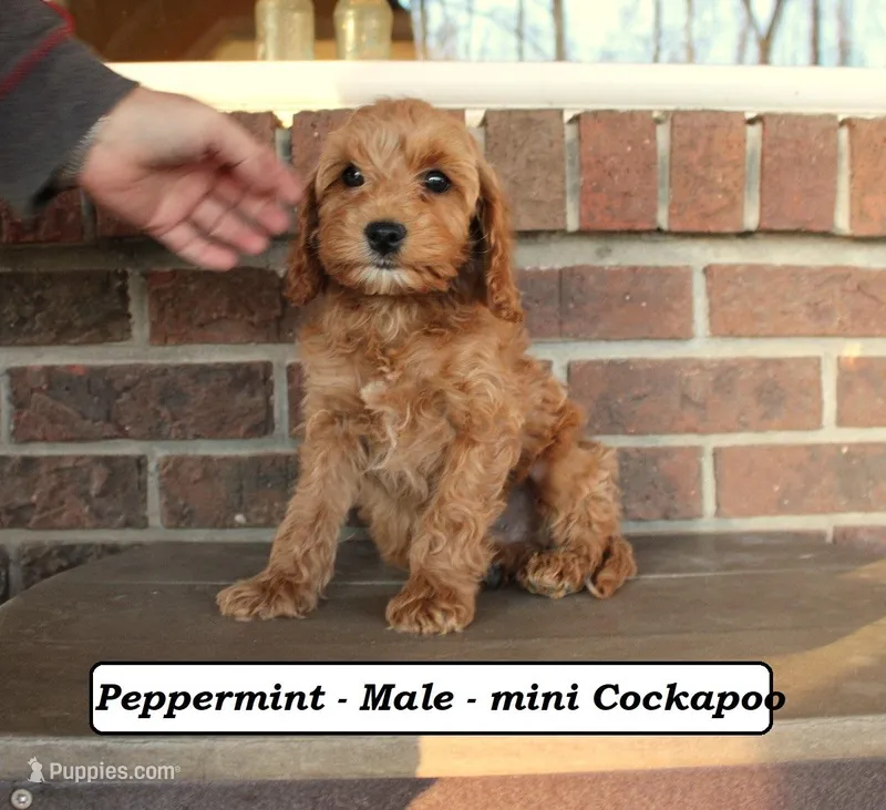 Peppermint, a male Cockapoo for sale in Clarkrange, TN – Photo 1 of 10