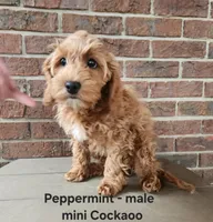 Peppermint, a male Cockapoo for sale in Clarkrange, TN – Photo 6 of 10