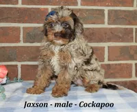 Jaxson, a male Cockapoo for sale in Clarkrange, TN – 2 of 6