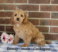 Dandy, a male Cockapoo for sale in Clarkrange, TN – 2 of 10