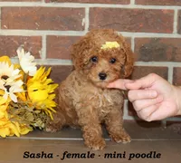 Sasha, a male Poodle - Toy  for sale in Clarkrange, TN – 1 of 6