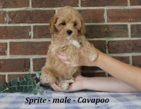 Sprite, a male Cavapoo for sale in Clarkrange, TN – 2 of 6