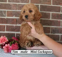 Tim, a male Cockapoo for sale in Clarkrange, TN – 3 of 6