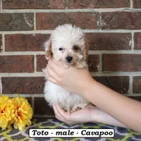 Toto, a male Cavapoo for sale in Clarkrange, TN – 1 of 6