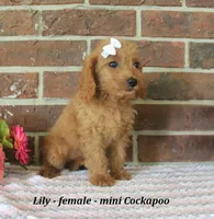 Lilly, a female Cockapoo for sale in Clarkrange, TN – 4 of 6