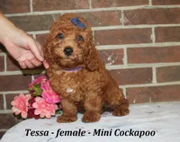 Tessa, a female Cockapoo for sale in Clarkrange, TN – 4 of 6