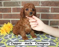 Copper, a male Cavapoo for sale in Clarkrange, TN – 4 of 6