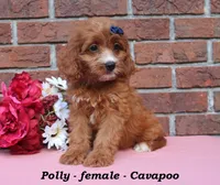 Polly, a female Cavapoo for sale in Clarkrange, TN – 2 of 6