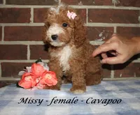 Missy, a female Cavapoo for sale in Clarkrange, TN – 3 of 4