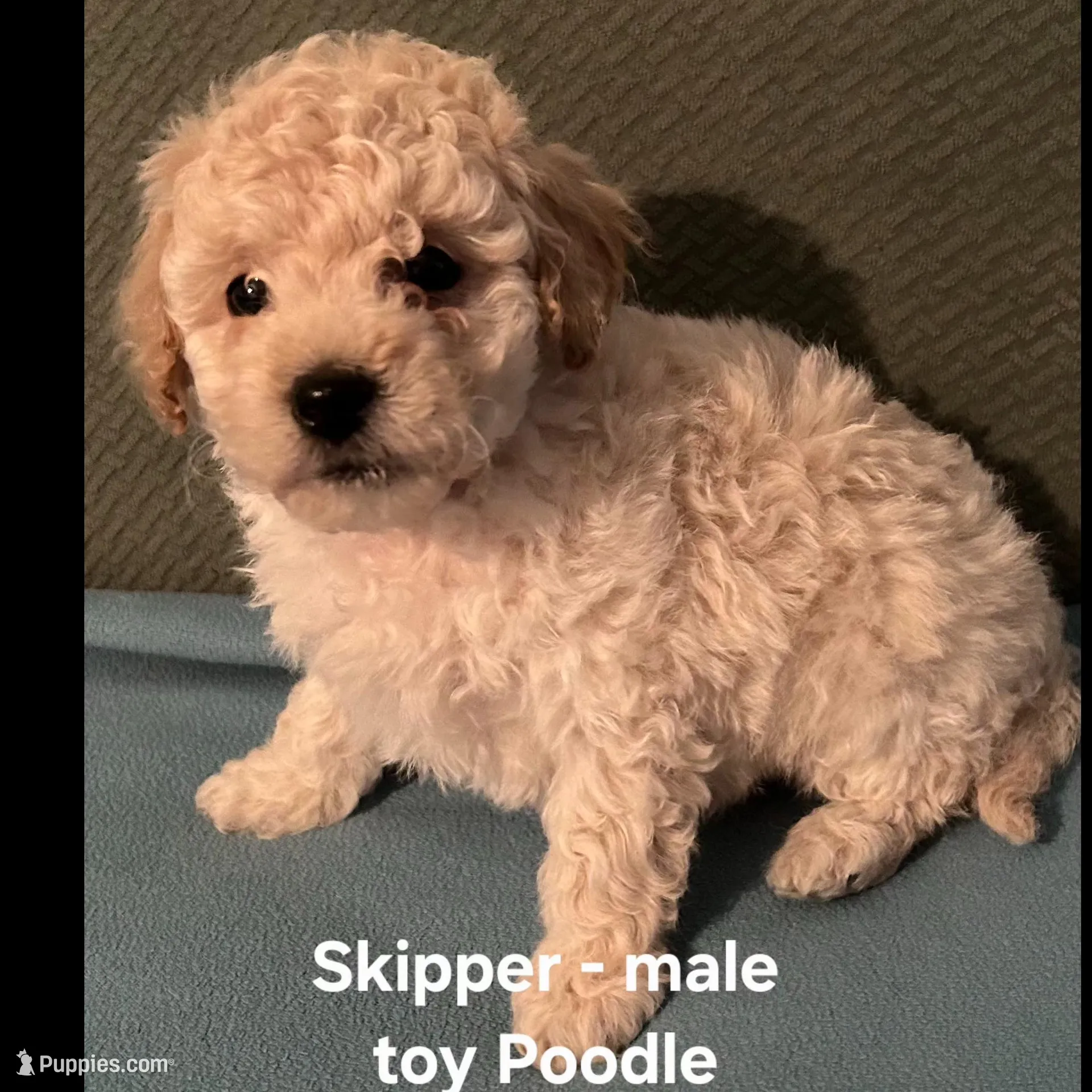 Skipper, a male Poodle - Toy  for sale in Clarkrange, TN – Photo 2 of 5