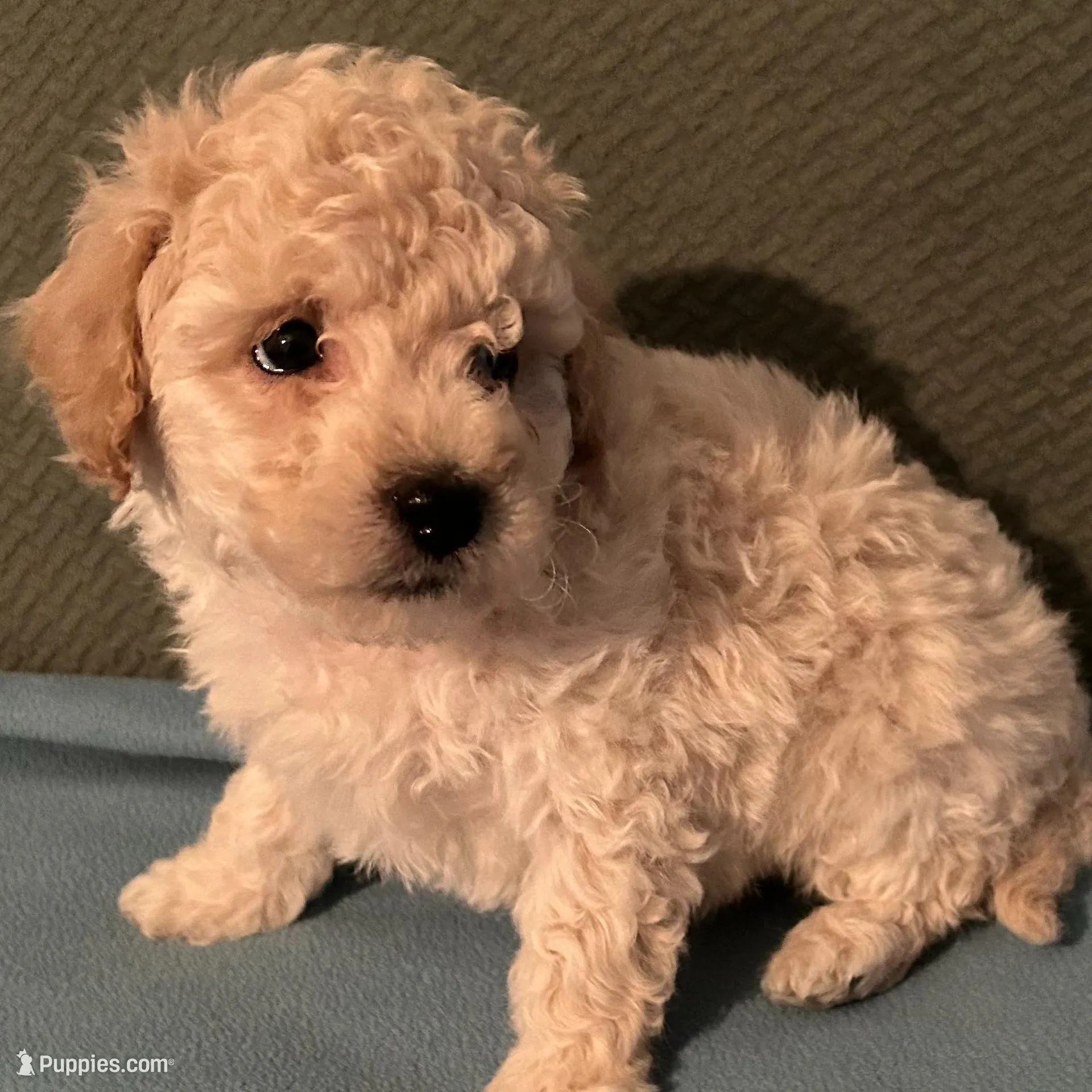 Skipper, a male Poodle - Toy  for sale in Clarkrange, TN – Photo 3 of 5