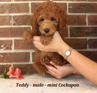 Teddy, a male Cockapoo for sale in Clarkrange, TN – 4 of 6