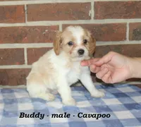 Buddy, a male Cavapoo for sale in Clarkrange, TN – 2 of 6