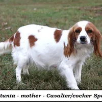 Princess, a female Cavapoo for sale in Clarkrange, TN – Photo 6 of 7