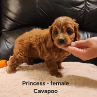 Princess, a female Cavapoo for sale in Clarkrange, TN – Photo 3 of 7