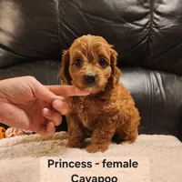 Princess, a female Cavapoo for sale in Clarkrange, TN – Photo 4 of 7