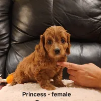Princess, a female Cavapoo for sale in Clarkrange, TN – Photo 5 of 7